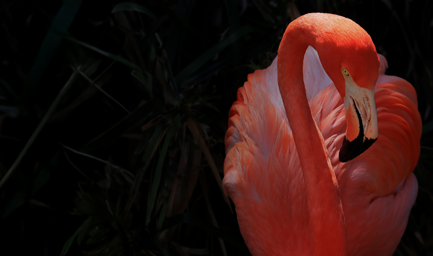 bonaire_desktop_case-hoofdbeeld_1662x982px.jpg
