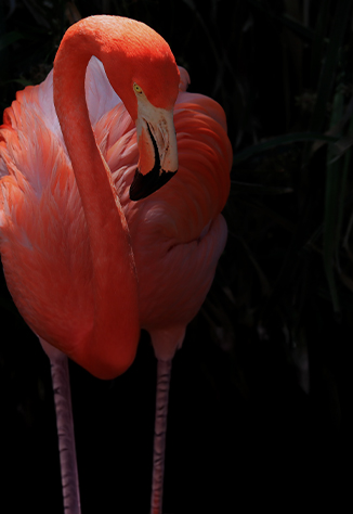bonaire_mobiel_case-hoofdbeeld_326x474px.jpg